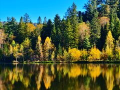 -五营红松林海景区