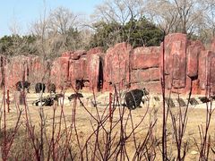-沈阳森林动物园