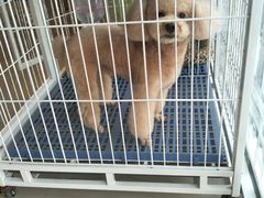 -我爱吾宠宠物美容院(朝阳路店)