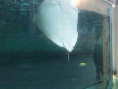 -新加坡水上探险乐园