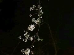 -武汉大学-樱园