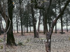 -两河城市森林公园