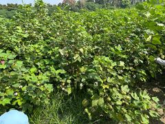 -杭州湾海上花田景区