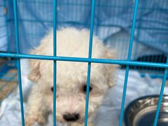 -博特宠物医院24h犬猫全科.骨科·异宠