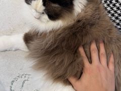 -猫十亿·布偶金渐层·曼基康矮脚猫舍(青年路店)
