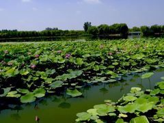 -大兴滨河森林公园