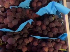 -马陆小张葡萄园农家乐