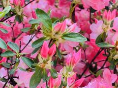 -杭州植物园