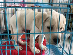 -翊宠yipet猫狗购宠庄园犬舍•猫舍