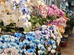 -双季花艺园艺市场(浦东店)