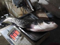 -鱼味鲜(环海路店)