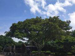 -汉拿树木园