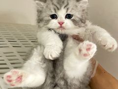 -lincat·猫舍(广州店)