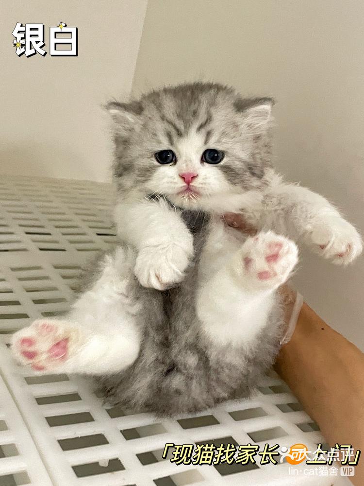 高颜值长毛银白高地猫咪找家长 | 现猫93撸
