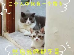 -lincat·猫舍(广州店)