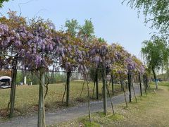 -上海长兴岛郊野公园