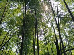 -上海佘山国家森林公园天马山园