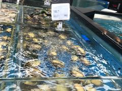 水产区-盒马鲜生(宝地店)