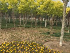 -武清南湖绿博园