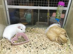 -藦茜花园宠物主题亲子互动体验馆(国顺东路店)
