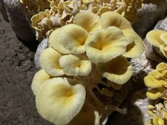 -仙蘑洞
