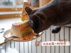 -飞行喵MR PILOT|猫舍·猫咖(静安大融城店)
