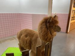 -Moni星球萌宠·小马宝莉·灵蛇·高端高阶全萌宠互动体验俱乐部(红豆国际广场店)