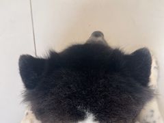 -喜多萌中农锦绣动物医院24H·猫科·牙科MRI·CT