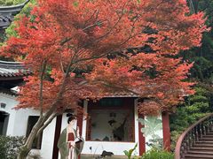 -十八棵（老龙井）御茶园(老龙井店)