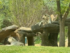 -北京野生动物园