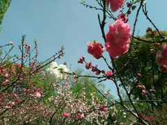 -南汇桃花村
