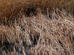 -野鸭湖国家湿地公园