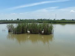 -盐城丹顶鹤湿地生态旅游区