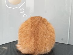 -爱洗澡的猫(望京店)