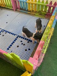 -萌宠亲子动物乐园(槐房万达店)