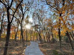 -北京鹫峰国家森林公园