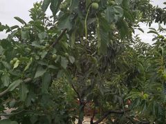 -梨木台悦来客农家院