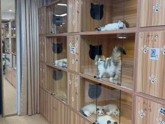 -猫十亿·布偶金渐层·曼基康矮脚猫舍(青年路店)