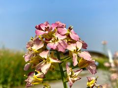 -中国天府农业博览园