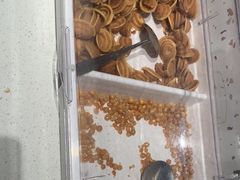-花椒笑成都小馆(百脑汇店)