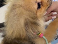 -佳雯宠物医院·皮肤科·内外科(春晓路分院)