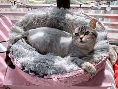 -嘉馨宠物医院·CT影像转诊·心脏科·犬猫全科诊疗中心(下沙大学城院区)