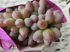 -马陆小张葡萄园农家乐