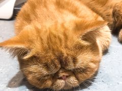 -飞行喵MR PILOT|猫舍·猫咖(静安大融城店)