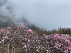 -九皇山景区
