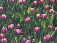 -长春公园(普阳街道)