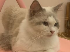 -猫咪派对(江南西店)