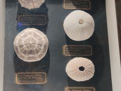 -浙江自然博物院(杭州馆)