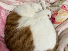 -艾贝尔宠物医院 ·中兽医·宠保定点(北门桥店)