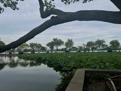-无锡蠡湖国家湿地公园-蠡园